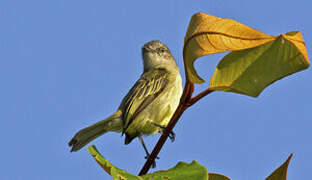 Guianan Tyrannulet