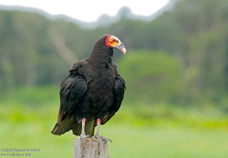 Lesser Yellow-headed Vultureadult, identification
