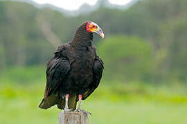 Lesser Yellow-headed Vulture