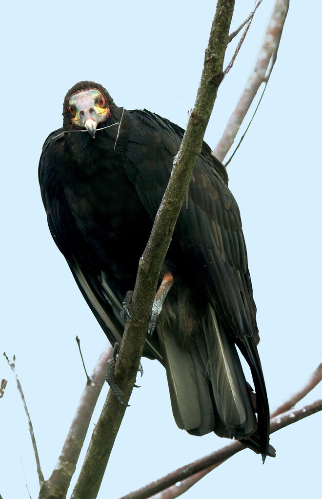 Lesser Yellow-headed Vulture