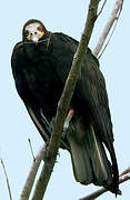 Lesser Yellow-headed Vulture