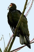 Lesser Yellow-headed Vulture