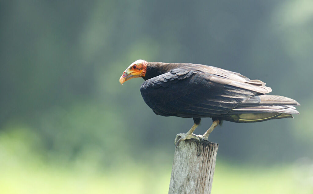 Lesser Yellow-headed Vultureadult, identification