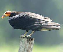 Lesser Yellow-headed Vulture