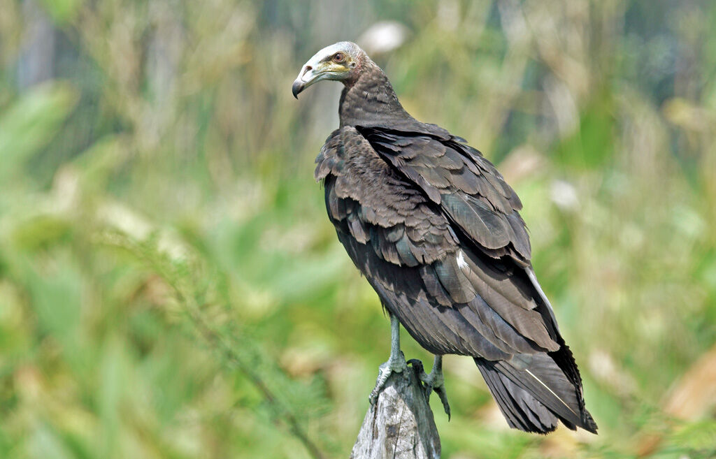 Urubu à tête jauneimmature