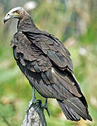 Lesser Yellow-headed Vulture