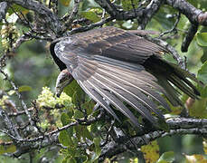 Lesser Yellow-headed Vulture