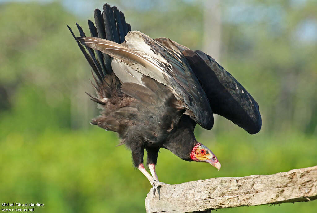 Urubu à tête jauneadulte, Comportement