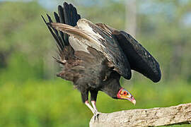 Lesser Yellow-headed Vulture