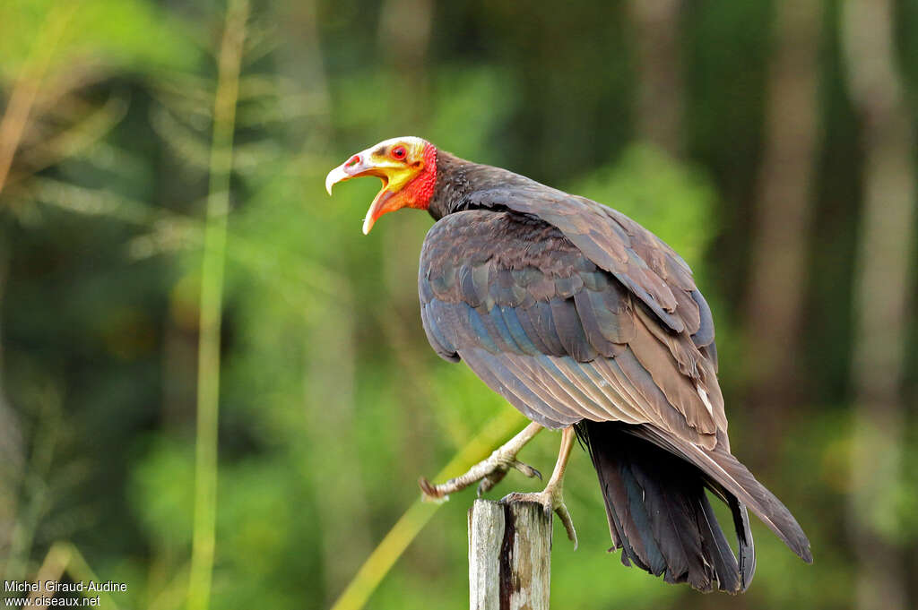 Lesser Yellow-headed Vultureadult, song