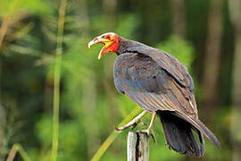 Lesser Yellow-headed Vulture