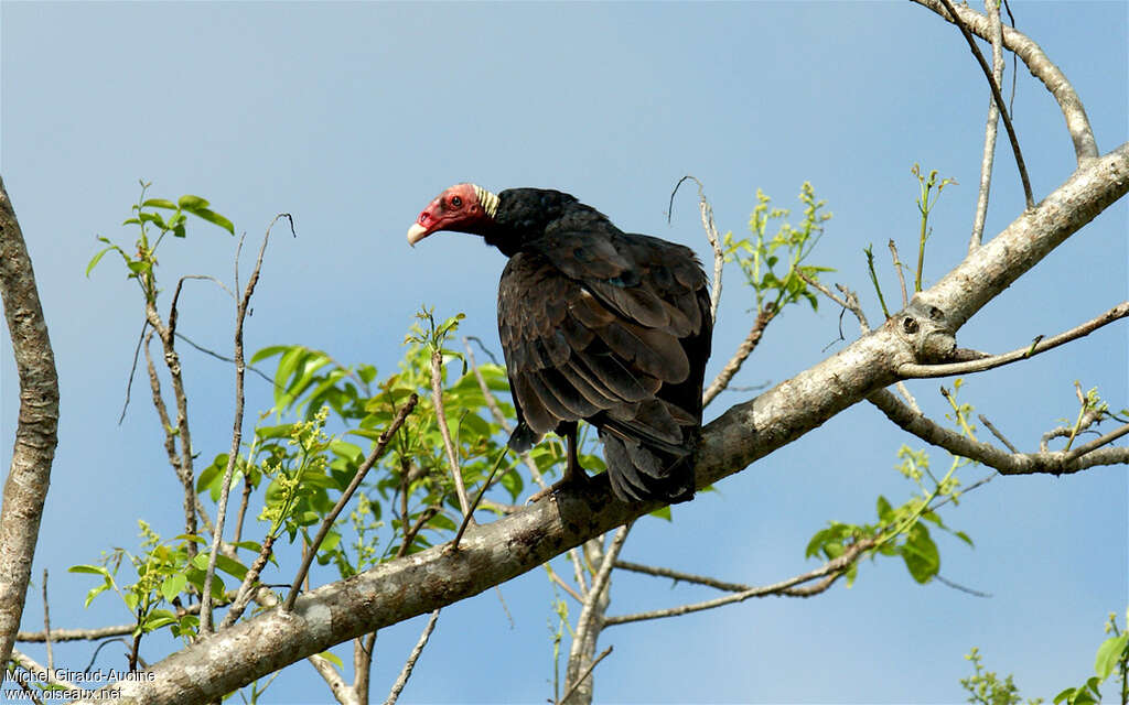 Urubu à tête rougeadulte