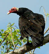 Turkey Vulture