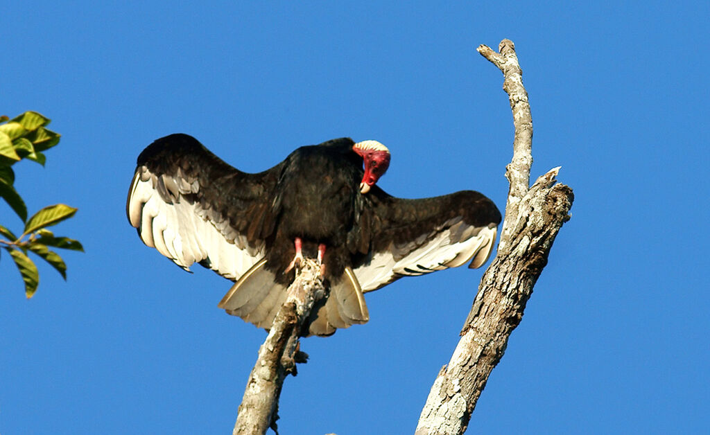 Urubu à tête rouge