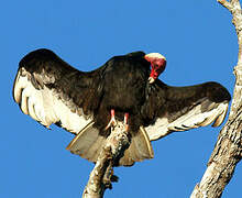 Turkey Vulture