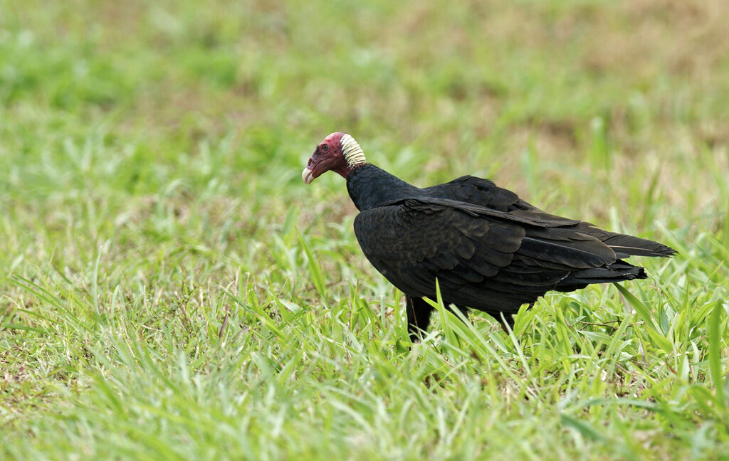 Turkey Vultureadult, identification