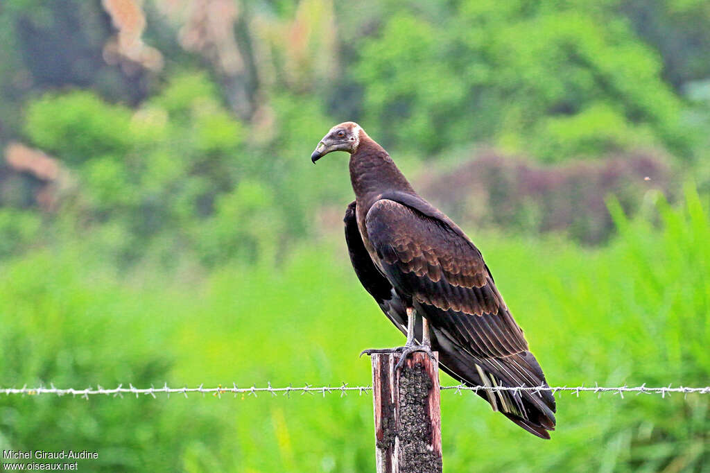 Urubu à tête rougejuvénile, identification