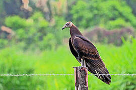 Turkey Vulture