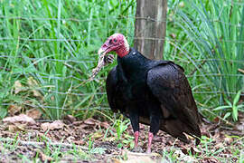 Turkey Vulture