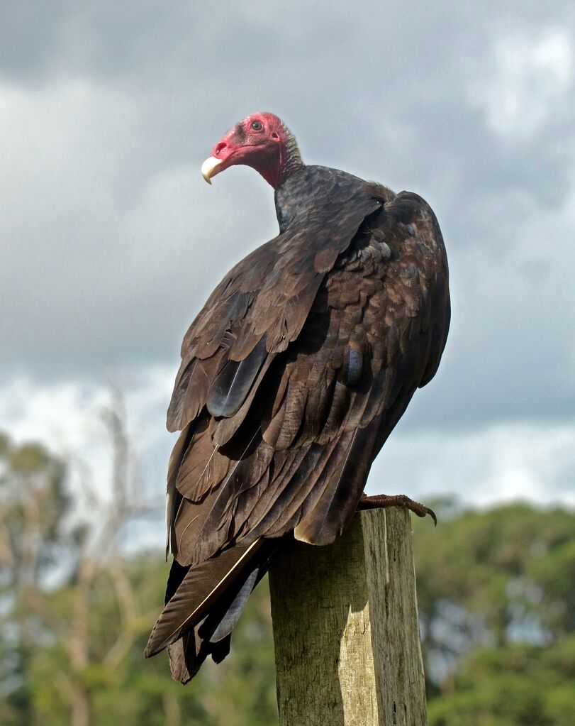 Urubu à tête rouge