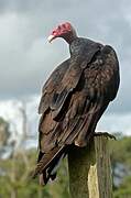 Turkey Vulture