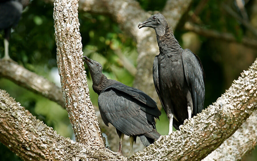 Black Vulture