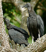 Black Vulture