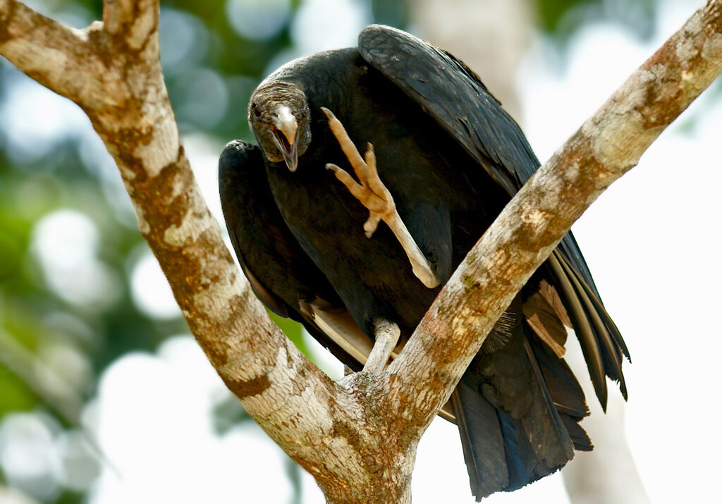 Black Vulture