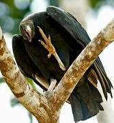 Black Vulture