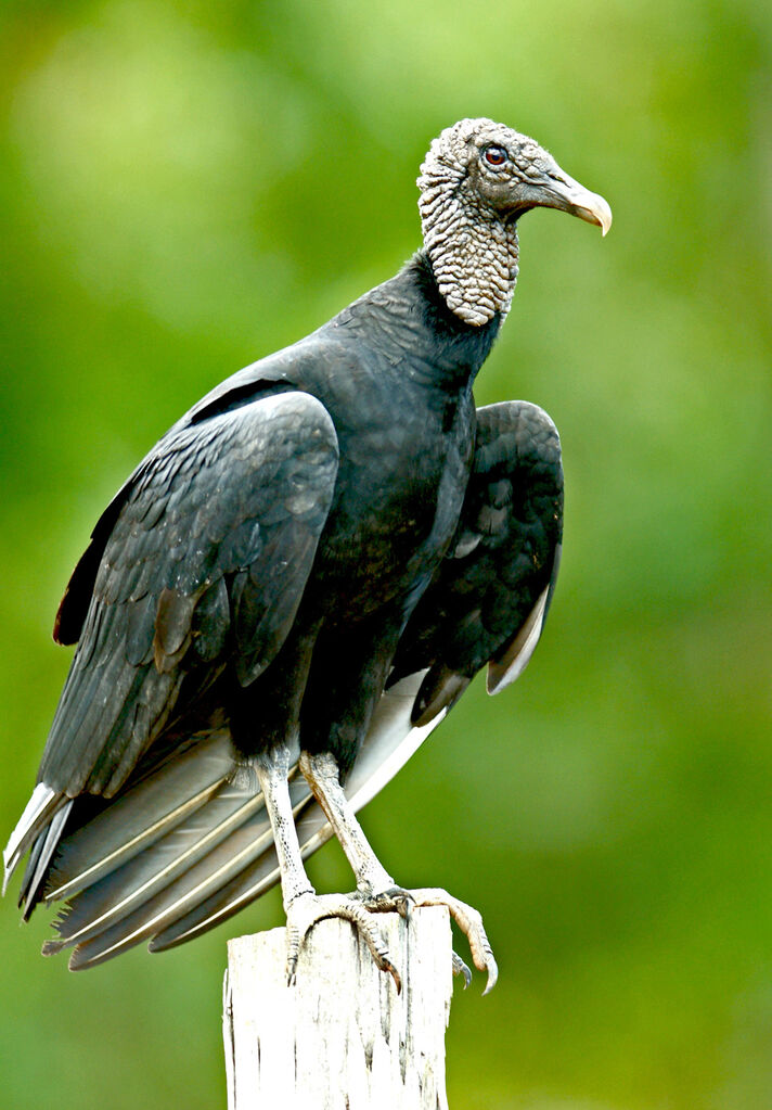 Black Vulture