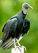 Black Vulture