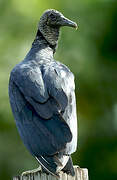 Black Vulture