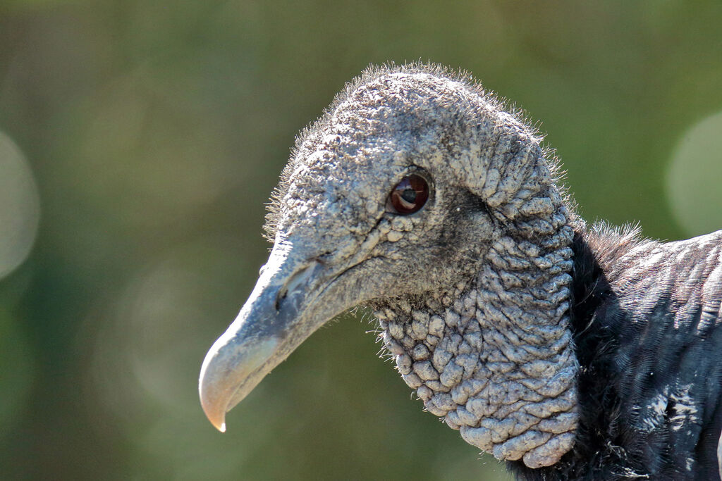 Urubu noiradulte, portrait