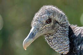 Black Vulture