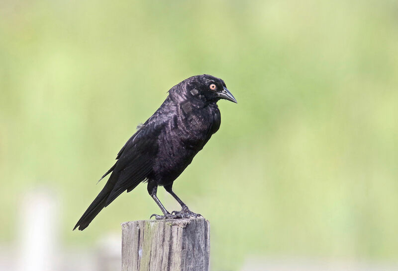Giant Cowbird male adult