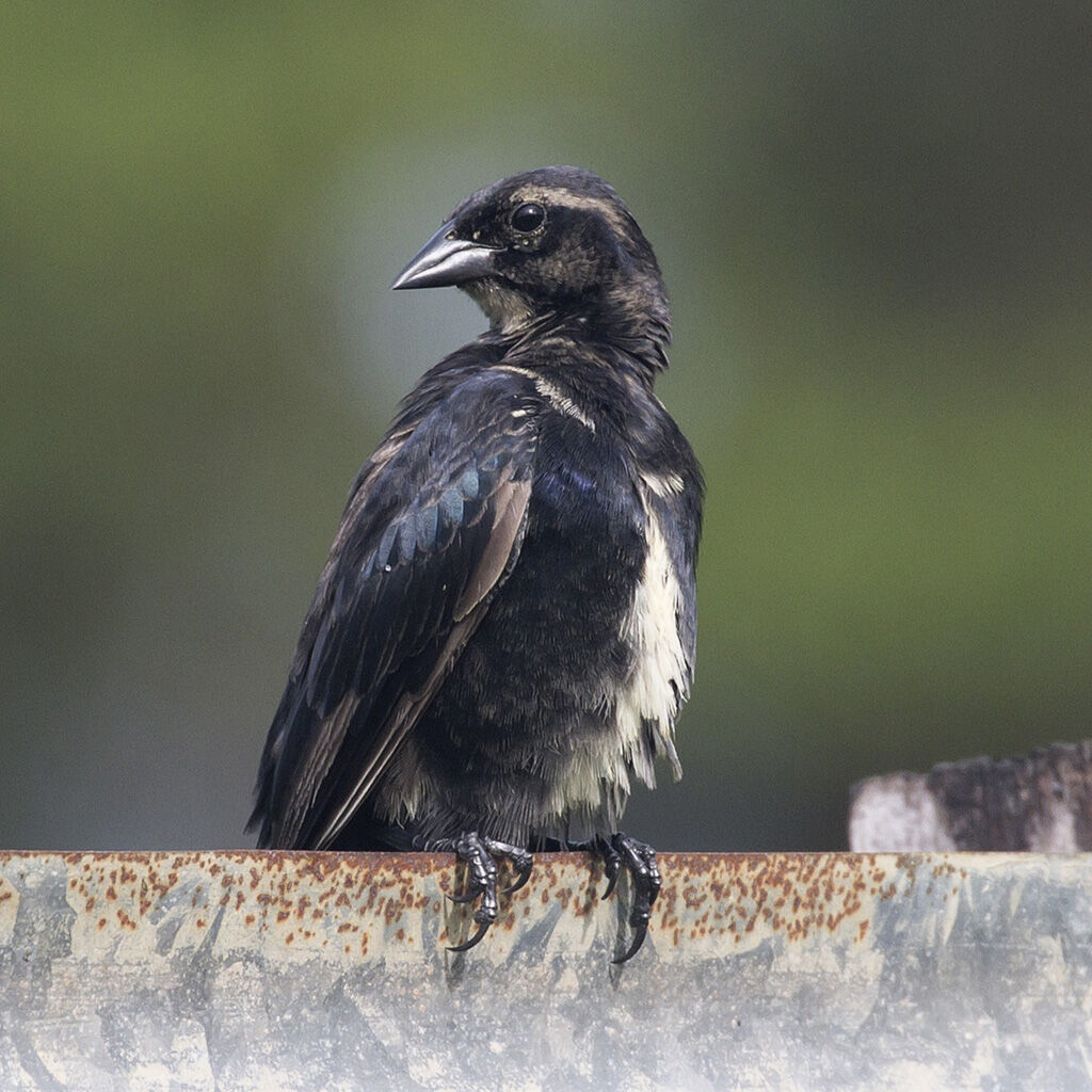 Vacher luisant mâle immature, identification