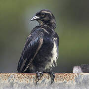 Shiny Cowbird