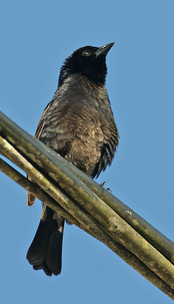 Vacher luisant, identification