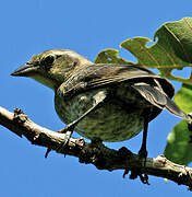 Shiny Cowbird