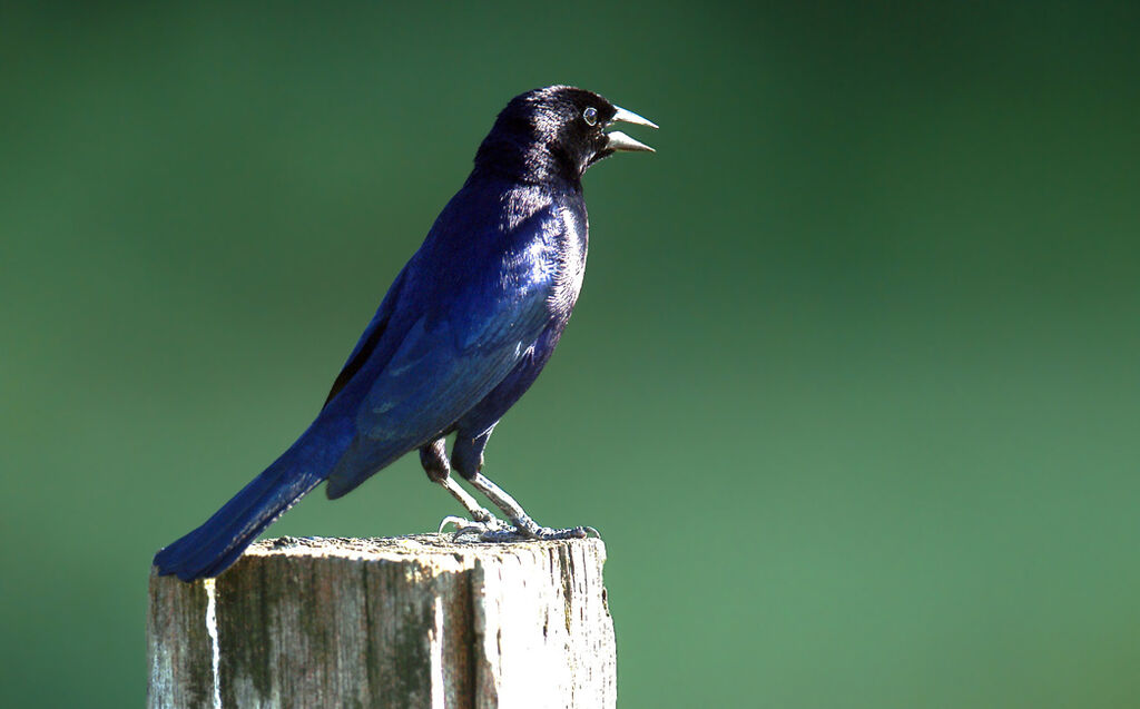 Shiny Cowbird male adult