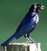 Shiny Cowbird