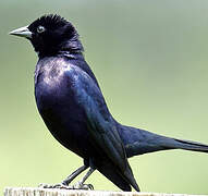 Shiny Cowbird