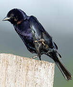 Shiny Cowbird