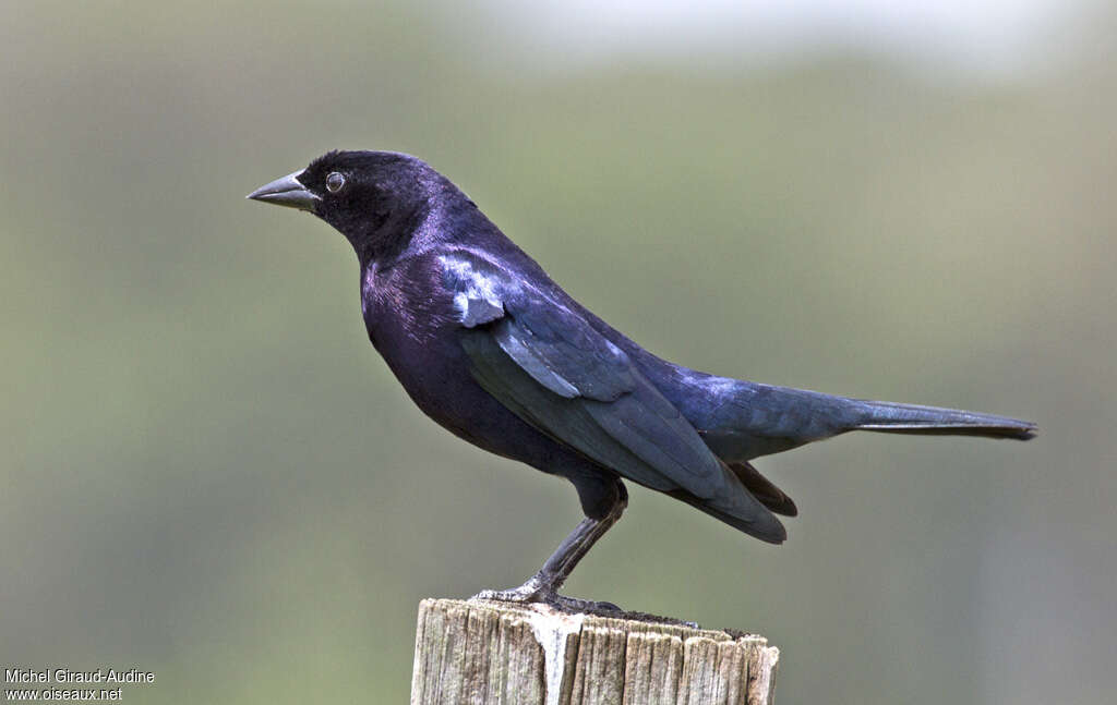 Shiny Cowbird male adult breeding, pigmentation