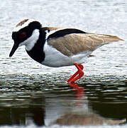 Pied Plover