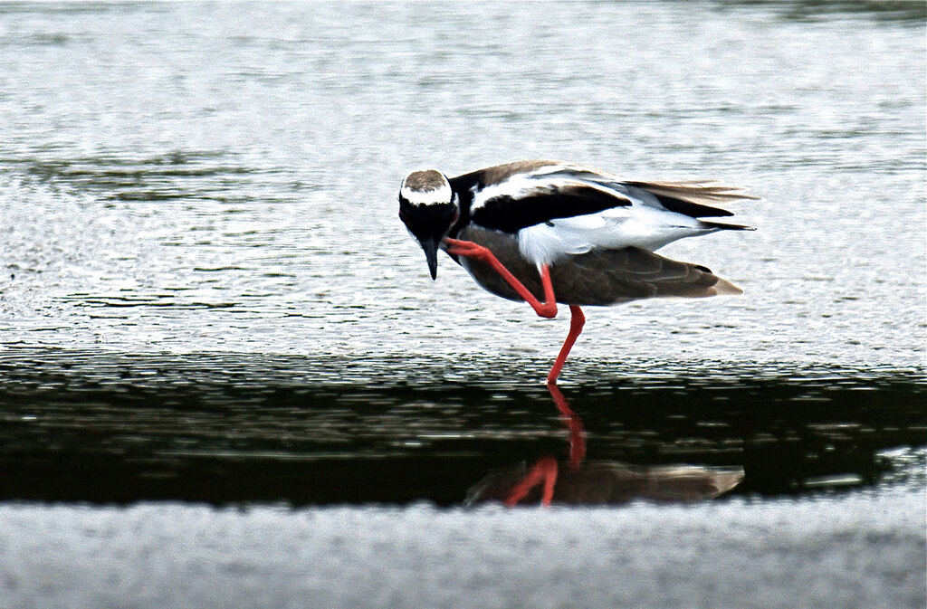 Pied Plover