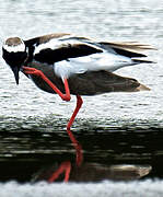 Pied Plover