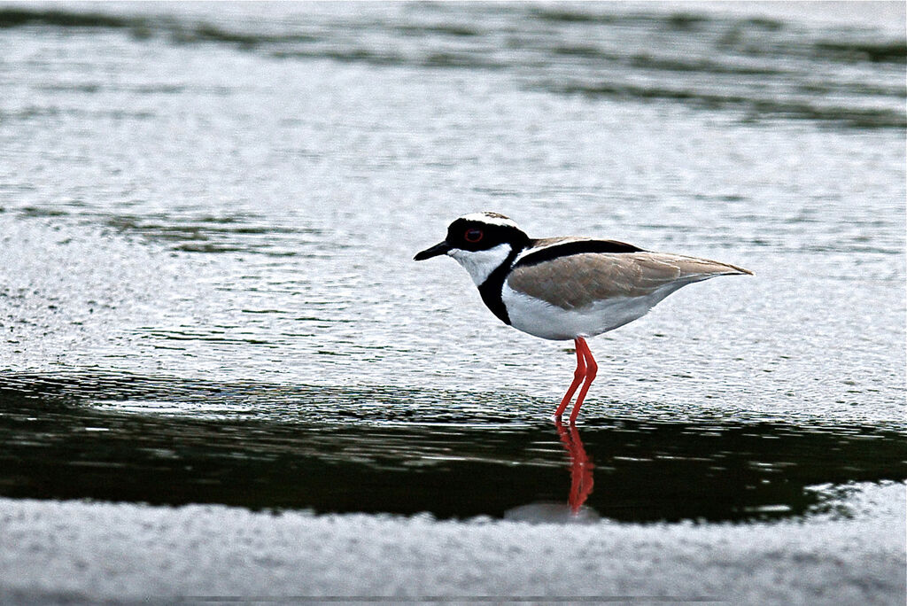 Pied Plover