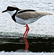 Pied Plover