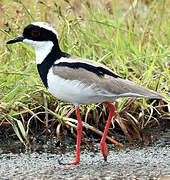 Pied Plover